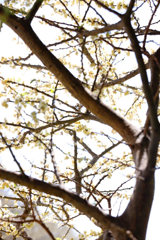 white blossoms in Africa